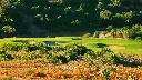 amendoeira-faldo-course-27.webp