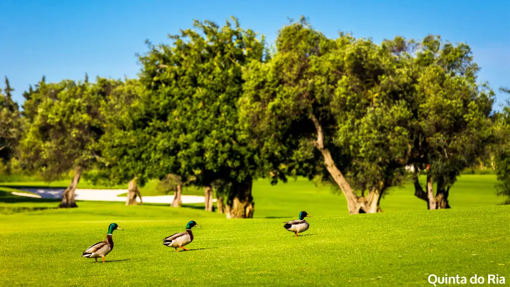 Quinta-do-Ria-23.webp